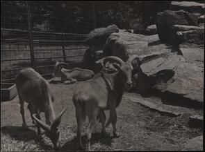 The Bronx Zoo.