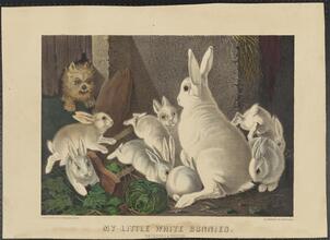 My Little White Bunnies.