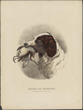 Setter and Woodcock.