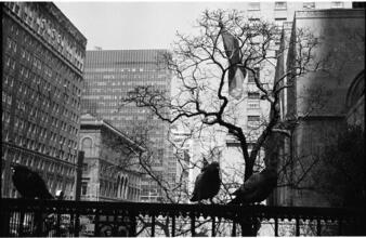 Park Avenue