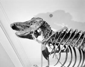 [Tyrannosaurus rex fossils at the American Museum of Natural History.]