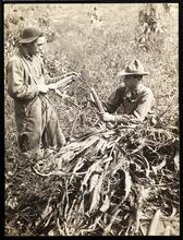 Boys sent to farms from New York by Children's Aid Society.