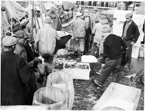 Fulton Street Market: Icing Fish 2.