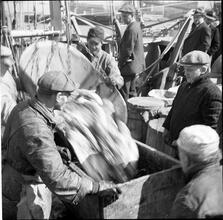 Waterfront. [Packing fish.]