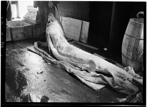 Fulton Fish Market: Sturgeon.
